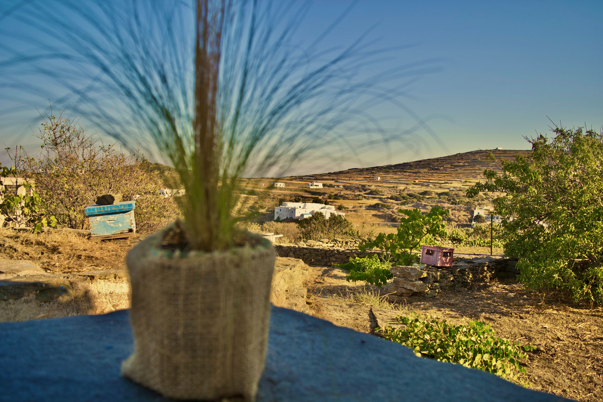 Sifnos Roots